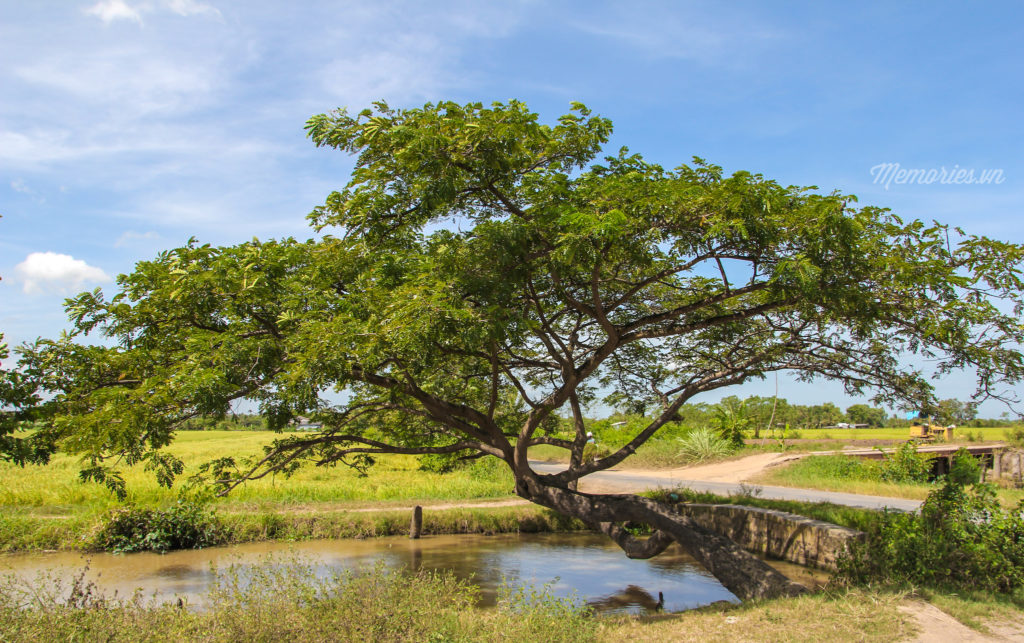 Cảnh đẹp bến tre được chụp từ flycam của Trần Hùng Anh, một bạn đam mê nghiếp ảnh của nhóm Memories.vn