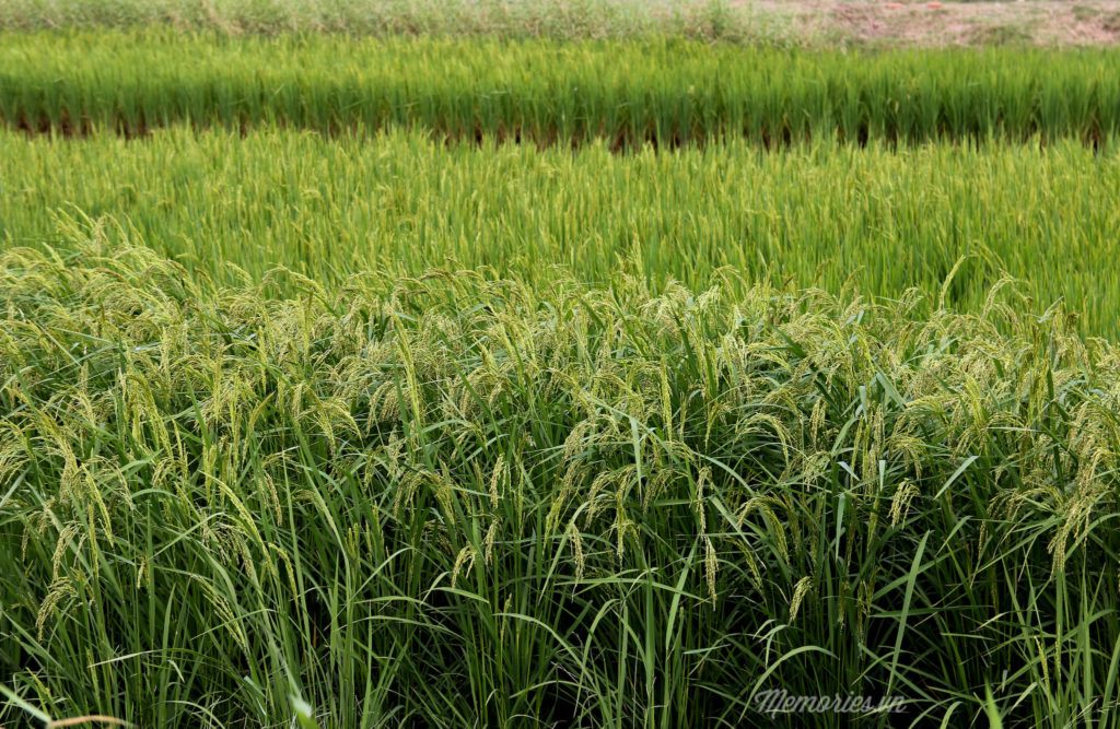 Cảnh đẹp bến tre được chụp từ flycam của Trần Hùng Anh, một bạn đam mê nghiếp ảnh của nhóm Memories.vn